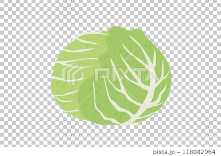 手繪風格的高麗菜插畫 118082064