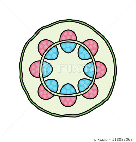 茎のつくり・茎の断面・双子葉類 118082068