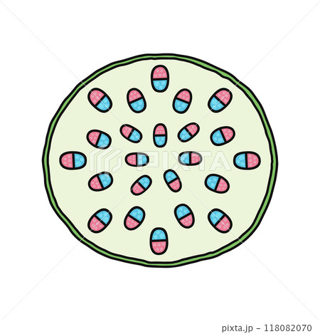 茎のつくり・茎の断面・単子葉類 茎のつくり・茎の断面・単子葉類 118082070