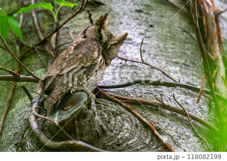 枝の切り株にとまって休んでいるオオコノハズク 枝の切り株にとまって休んでいるオオコノハズク 118082199