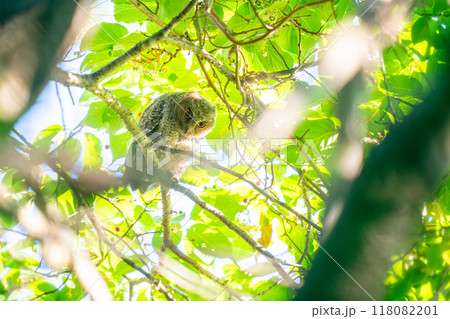 あたりの様子を伺っているオオコノハズクの雛 118082201