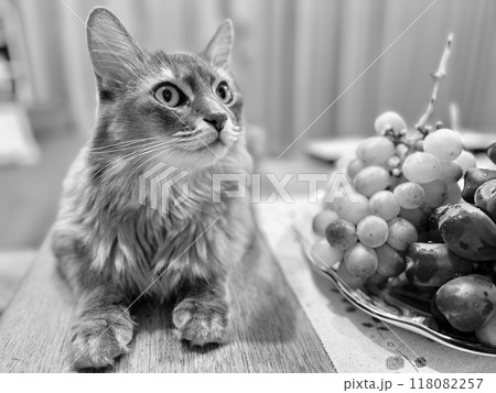 ぶどうとねこ1 118082257