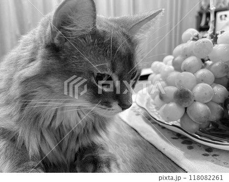 ぶどうと猫5 ぶどうと猫5 118082261