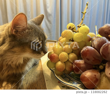 ぶどうとねこ6 118082262