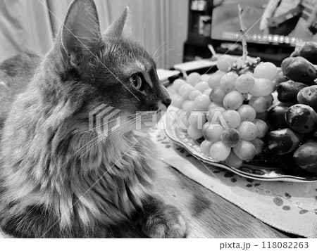 ぶどうと猫7 ぶどうと猫7 118082263