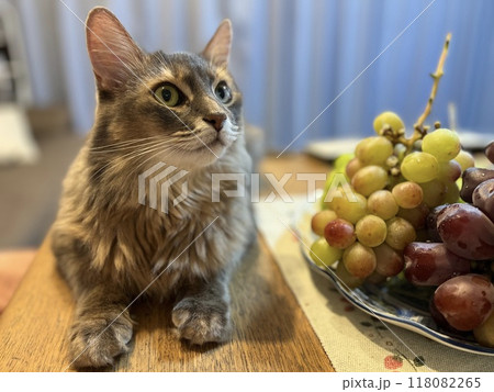 ぶどうと猫8 118082265