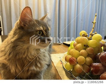 ぶどうと猫9 118082266