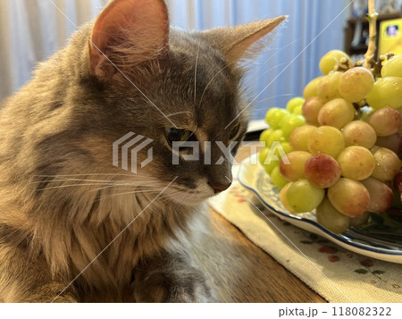 ぶどうと猫10 118082322