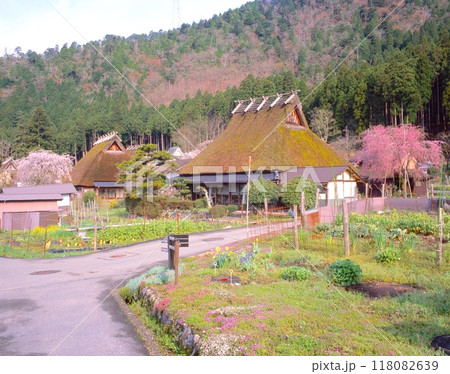 鯖街道、美山かやぶきの里の春景色「国指定重要伝統的建造物群保存地区」/紅白の枝垂れ桜 118082639