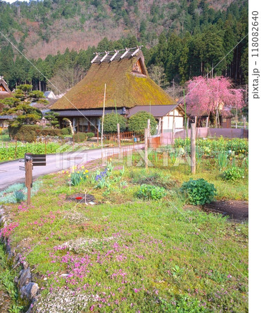 鯖街道、美山かやぶきの里の春景色「国指定重要伝統的建造物群保存地区」/紅白の枝垂れ桜 118082640
