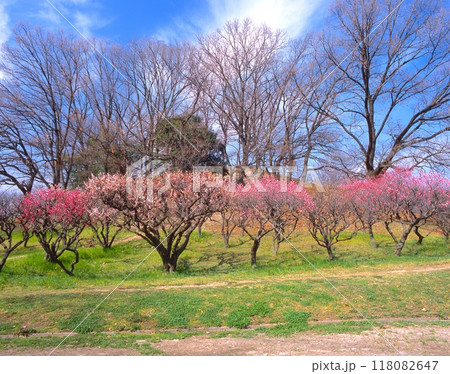 「史跡」小室山古墳群の満開の梅林/世界文化遺産(大坂夏の陣、道明寺合戦の古戦場、真田大助陣所跡) 「史跡」小室山古墳群の満開の梅林/世界文化遺産(大坂夏の陣、道明寺合戦の古戦場、真田大助陣所跡) 118082647
