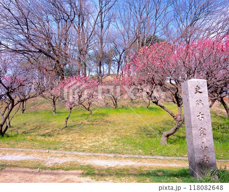 「史跡」小室山古墳群の満開の梅林/世界文化遺産(大坂夏の陣、道明寺合戦の古戦場、真田大助陣所跡) 「史跡」小室山古墳群の満開の梅林/世界文化遺産(大坂夏の陣、道明寺合戦の古戦場、真田大助陣所跡) 118082648