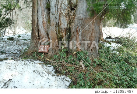 高原バスの車窓に現れる仙洞スギの根元には雪が残る 118083487