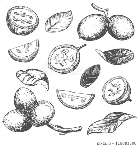 Vector walnut in engraving technique. Unripe walnut seeds whole and halves, leaves and branch. Ingredient for Nocino liqueur. Linear ink sketch. Vector walnut in engraving technique. Unripe walnut seeds whole and halves, leaves and branch. Ingredient for Nocino liqueur. Linear ink sketch. 118083500