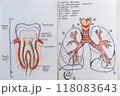 two drawings diagram location anatomy dental section and the human respiratory organ lungs 118083643