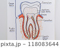 tooth cut anatomy layout outline illustration 118083644