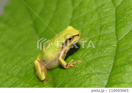 ニホンアカガエルの幼体 118083665