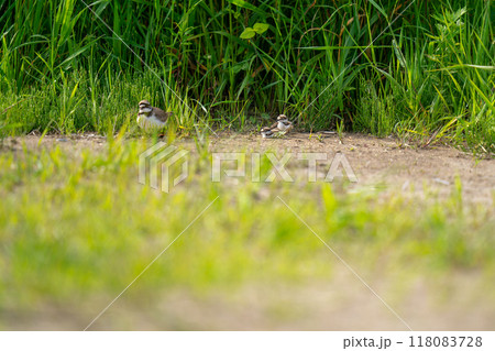 生まれたばかりの雛を見守っているコチドリ 118083728