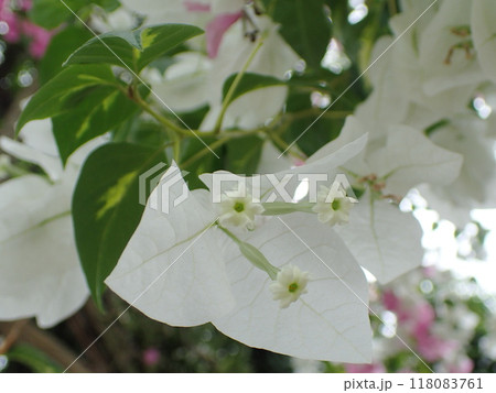 白いブーゲンビリアの花 白いブーゲンビリアの花 118083761