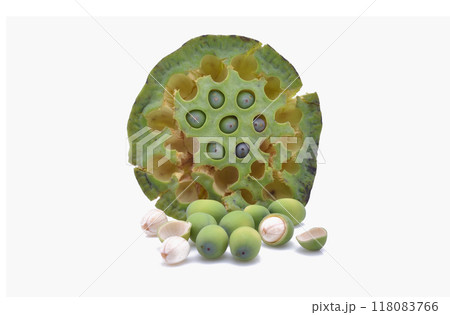 Lotus seeds green Isolated on white Lotus seeds green Isolated on white 118083766