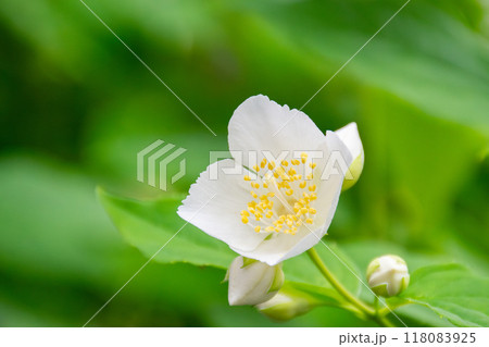 庭に咲いたバイカウツギの花 庭に咲いたバイカウツギの花 118083925