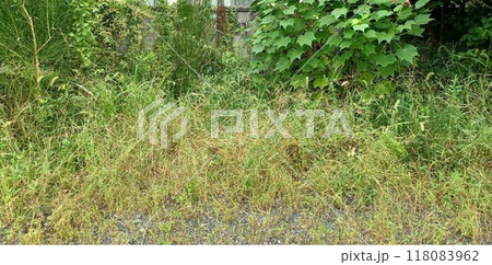 夏の間に伸びた草と庭木 118083962