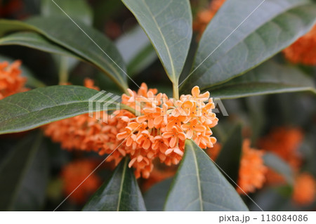 キンモクセイの花びら osmanthus fragrans 118084086