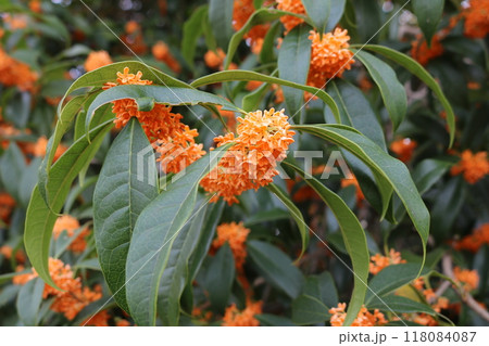 キンモクセイの花びら osmanthus fragrans 118084087