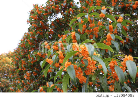 キンモクセイの木 tree of osmanthus fragrans 118084088
