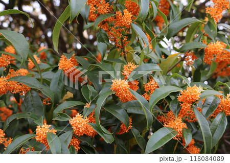 キンモクセイの花びら osmanthus fragrans 118084089