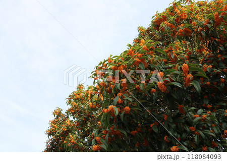 キンモクセイの木 tree of osmanthus fragrans 118084093