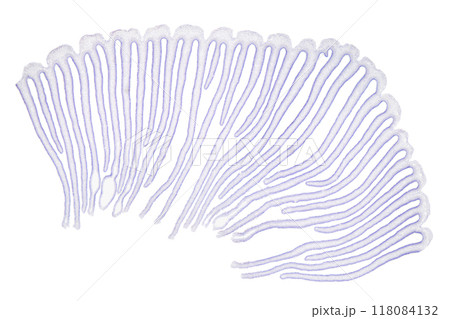 Mushroom gills, section, 8X light micrograph. Transverse section of a fungus cap with gills, stained for better visualization, under a light microscope. Three combined photos. 118084132