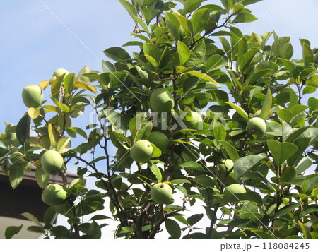 秋には黄色に熟すカリンの実 118084245