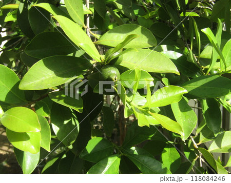 未だ未だ青いトロピカルフルーツヒメグァバの実 118084246