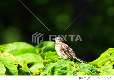 緑の葉っぱに止まるホオアカ 118084292