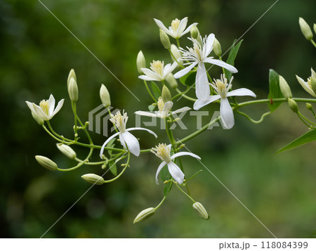 初夏の森に自生するセンニンソウ 118084399