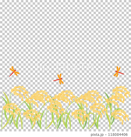 成熟的稻子、稻穗和紅蜻蜓的插圖，長寬比1:1版本 118084406