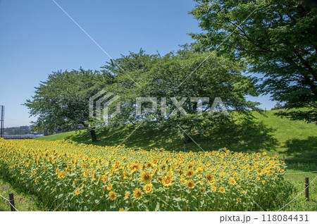 清水ヶ丘公園のひまわり　神奈川県横浜市南区清水ヶ丘 118084431