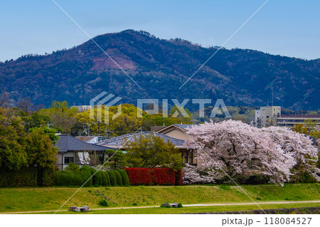 【京都風景】賀茂川より望む桜と山（比叡山/大文字山） 118084527
