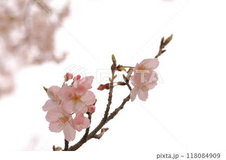 春の訪れを告げる満開の桜 118084909