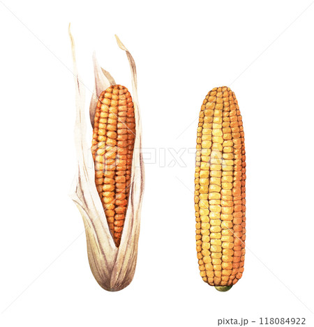 Set of yellow, sweet corncobs, maize. Hand drawn botanical watercolor illustration isolated on white background. For clip art cards menu label package 118084922