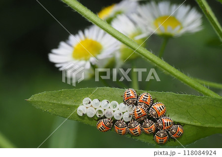 キマダラカメムシの幼虫と羽化殻 118084924