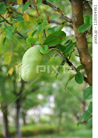 カリンの実 カリンの実 118084961