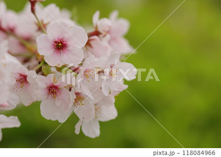 春の訪れを告げる満開の桜 118084966