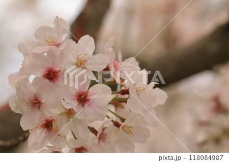 春の訪れを告げる満開の桜 118084987