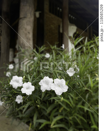 Local rural occupation, lifestyle and vocational job gallery Local rural occupation, lifestyle and vocational job gallery 118085209