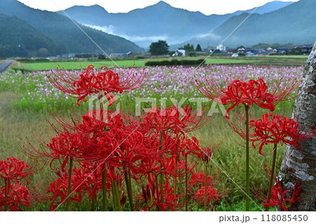 里山に咲く彼岸花 里山に咲く彼岸花 118085450