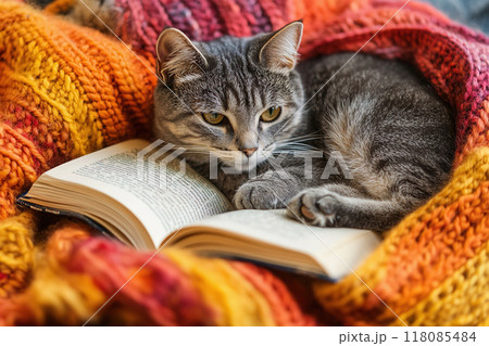 Cozy indoor relaxation with a cat and a book on a colorful knitted blanket 118085484