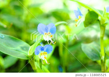 ツユクサの小花 ツユクサの小花 118085525