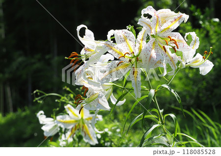 ヤマユリの花 118085528